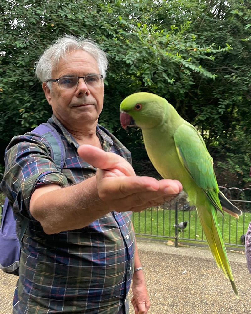 Ring-necked parakeet